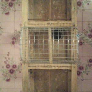 Bülbül və ya kiçik ölçülü quşlar tutmaq üçün tələ satıram. İki tərəfi