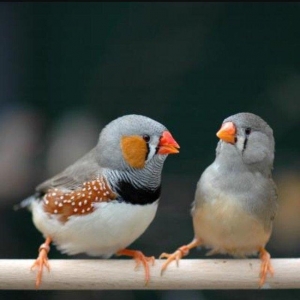 Hazır ve sağlam zebra amadin quşları.bir ededi 13 manat.whatsap var