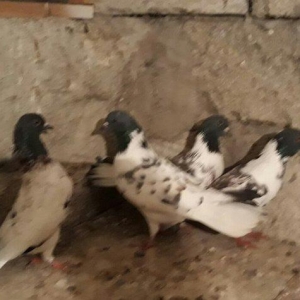 Qarabas 4 denedi 4 dude erkeydi 4de 16 tuktu 3 ciplaq 1 dolaqdi ama az