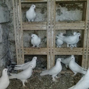 satilir 12 dene ag 12 13 tukler badam lelekler 50 manata 12 denesi