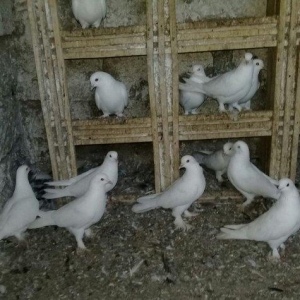 satilir 12 dene ag 12 13 tukler badam lelekler 50 manata 12 denesi