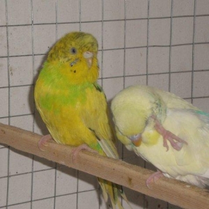 Salam hazir cut satilir. Iki defe bala verib birinci defe 5 bala