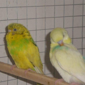 Salam hazir cut satilir. Iki defe bala verib birinci defe 5 bala