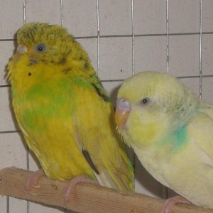 Salam hazir cut satilir. Iki defe bala verib birinci defe 5 bala