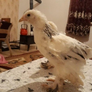 Brahma layt cuceleri ay yarimdi dordunu 100 manata vererem