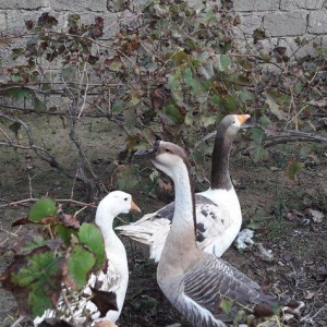 Salam 3dene Qaz Satram.2si rus qazdir erkek,dişi obri adi qazdir Razi