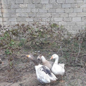 Salam 3dene Qaz Satram.2si rus qazdir erkek,dişi obri adi qazdir Razi