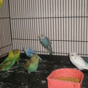 Salam! Volnisti balalari satilir hamisi 3-4 ayliqdilar tek te