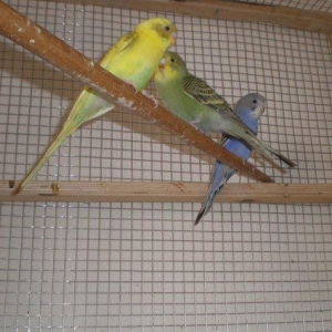 Salam! Volnisti balalari satilir hamisi 3-4 ayliqdilar tek te