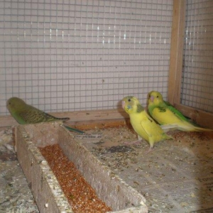 Salam! Volnisti balalari satilir hamisi 3-4 ayliqdilar tek te