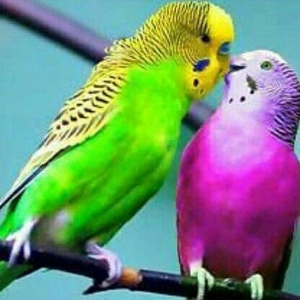 Salam! her sort papuqaylarin alisi. Volnisti cex v