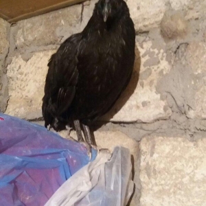 Sumatra sortudur  satıram ferenin biri yimurtlayır tam sağlamdır faran