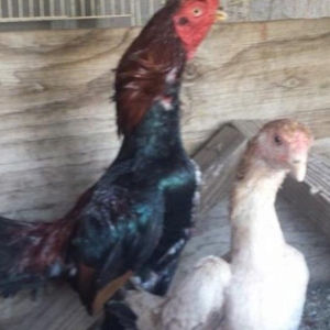 Ko shamo farasi aliram.kim satirsa zang etmasini yada yazmasini xahis