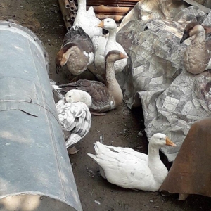 3 kilodan yuxaridi cekileri, linda kuban qazi. biri 30 manat. 4 ayni k