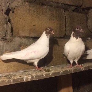 Satılır ve ya barter edilir, sağlam bala veren cütdü. Qiymeti sondu.