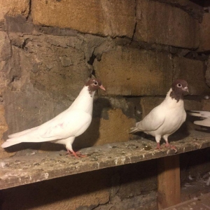 Satılır ve ya barter edilir, sağlam bala veren cütdü. Qiymeti sondu.