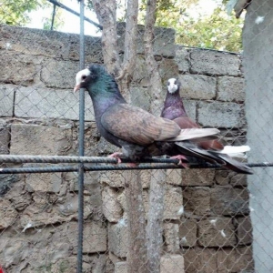 Ikiside mayadi ikisinnende bala almisam ag bas 30 manat hunkari 35 man