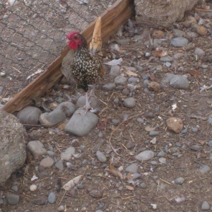 Zibrit xoruz satilir. 30 azn. 6 ayliq qiymet sondu.