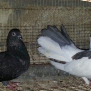 Pavlin satilir. 1 cüt + 2 balasi. 4 ü 50 manata.