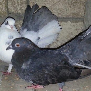 Pavlin satilir. 1 cüt + 2 balasi. 4 ü 50 manata.