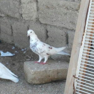 iri mayadi 3-4 saata qeder ucur real alicilar narahat etsin