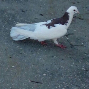 Cox uzun nazik 17 tuk erkey tam saglamdi wasap var yalniz ciddi wexsle