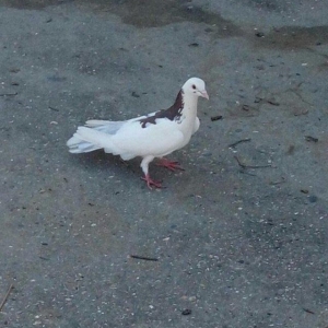 Cox uzun nazik 17 tuk erkey tam saglamdi wasap var yalniz ciddi wexsle