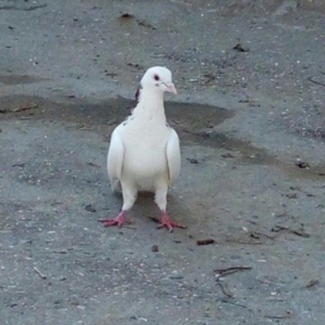 Cox uzun nazik 17 tuk erkey tam saglamdi wasap var yalniz ciddi wexsle