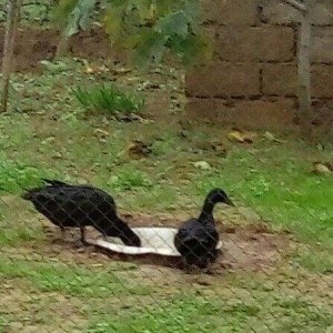 Tam saglam 7 aylig
Kayuqa ordey satilir..
Ikiside diwi oldugu ucun 1in