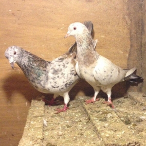 Hazir cutduler bala veribler tam saglamdilar uzun vitdi quwlardi wasap