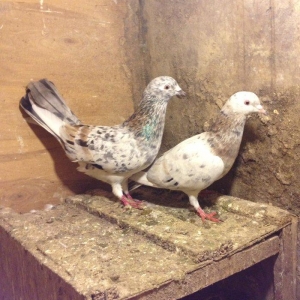 Hazir cutduler bala veribler tam saglamdilar uzun vitdi quwlardi wasap