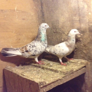 Hazir cutduler bala veribler tam saglamdilar uzun vitdi quwlardi wasap