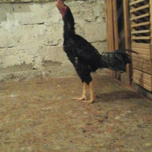 Zil ereb ancag damazligcun. Doyuwe hazirlamag lazimdi ancaq bala almiw