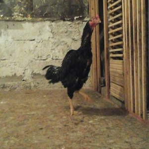 Zil ereb ancag damazligcun. Doyuwe hazirlamag lazimdi ancaq bala almiw