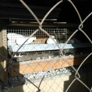 Salam cavan tam sağlam ətliy ağ texas yumurtlayan  bildirçinləri satır