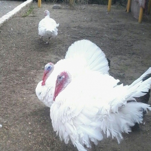 BIQ -6 hinduskalari 1yasinda.ela sort .15-18 kq agurliginda.