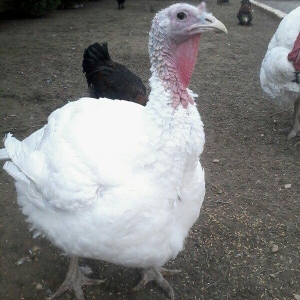 BIQ -6 hinduskalari 1yasinda.ela sort .15-18 kq agurliginda.