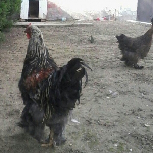 Bramo fereleri ve xoruzlari.1yas ve 1 yas 6 ayliq toyuqlar.Temiz sortd