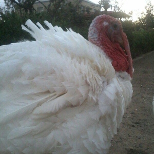 Biq-6 hinduskasi.1yas 6 ayliq.Cutu 500 azn.cekisi 15-18 kq.