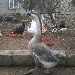 Rossiya sortu (qusi-lebedi) qasqali qaz da deyilir 1 eded erkek.60 azn