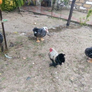 temiz sort yaponka xoruz toyuq satiram  fere yumurtlayir.15dene 1hefte