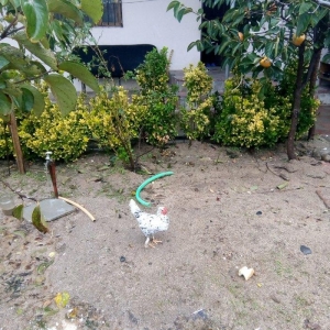 temiz sort yaponka xoruz toyuq satiram  fere yumurtlayir.15dene 1hefte