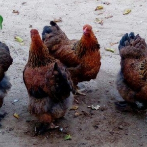 temiz sort brama qold dark yumurtalarinin satiwi 1ededi 3azn bawi cixa