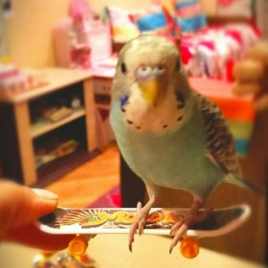 Скейтборды для попугайчиков
Маленький 3 азн 
Большой 10 азн