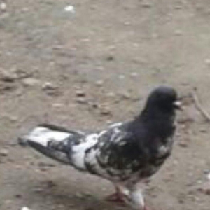 Salam ... Qara baw erkey satilir Tam saglamdi 16 tuk olmalidi 15 i usd