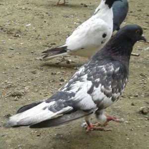 Salam ... Qara baw erkey satilir Tam saglamdi 16 tuk olmalidi 15 i usd