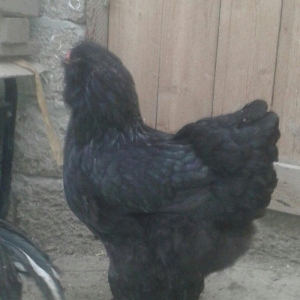 təmiz brama yumurtası satılır təzə və mayalı dəkildəki heyvanların yum