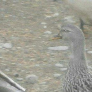 nadir rengde cöl ördeyi gümüşü reng jütlüyü bir jüt galdi real alijila