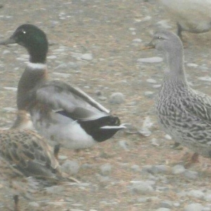 nadir rengde cöl ördeyi gümüşü reng jütlüyü bir jüt galdi real alijila