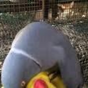 Hazir jüt ojerelovuy popugay satilir her rengde b